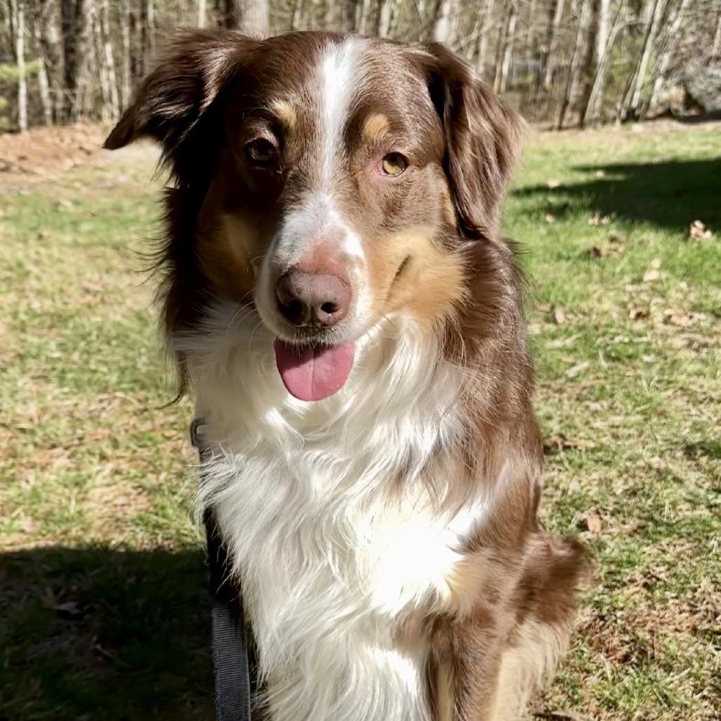 Enlarge Luca, a Adoptable Australian Shepherd in Bedford, NH image 1/4