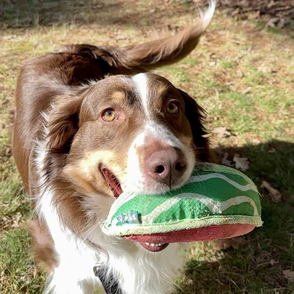 Enlarge Luca, a Adoptable Australian Shepherd in Bedford, NH image 2/4