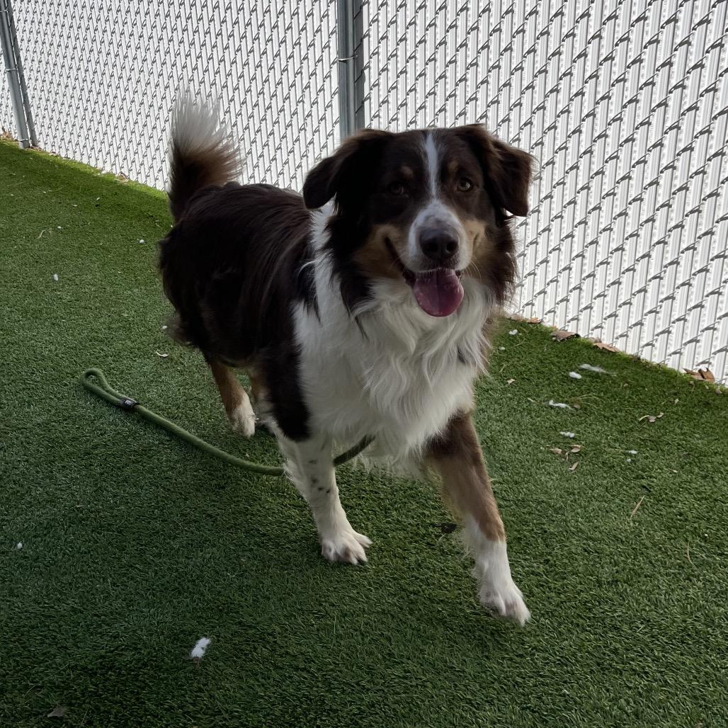 Enlarge Luca, a Adoptable Australian Shepherd in Bedford, NH image 3/4