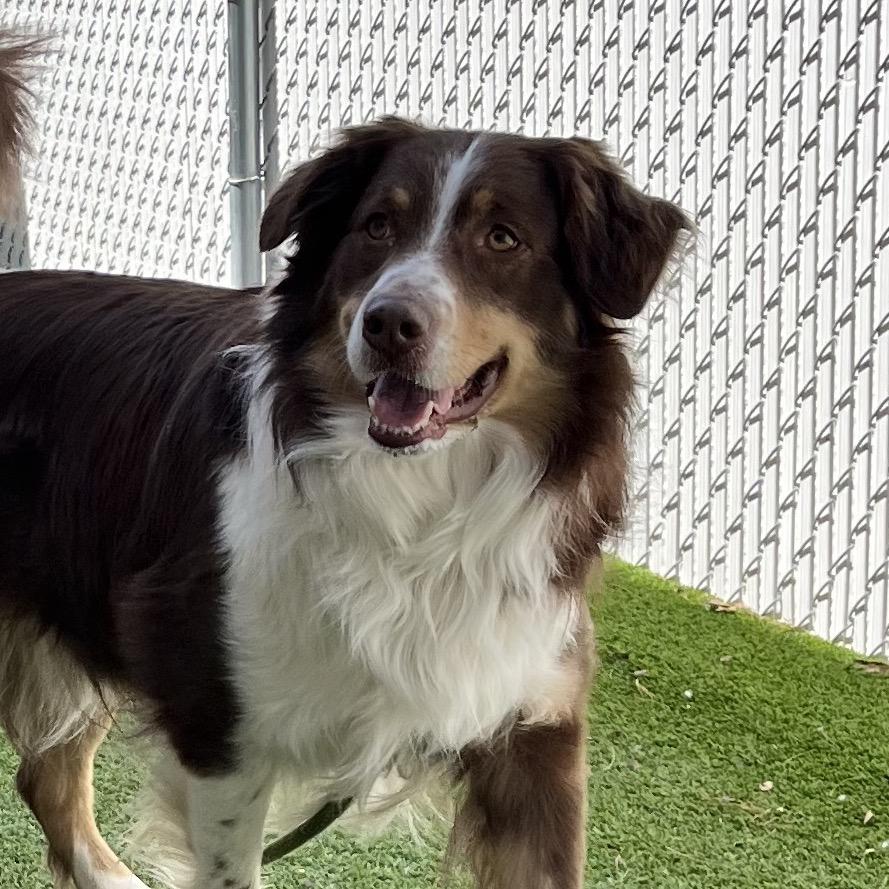 Enlarge Luca, a Adoptable Australian Shepherd in Bedford, NH image 4/4