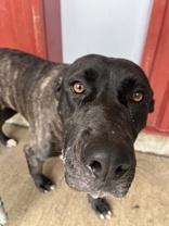 Enlarge Betty, a Adoptable mixed breed in Moline, IL image 1/1