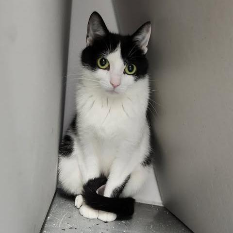 Tinga (Holland Cat Cove), Adoptable, Adult Female Domestic Short Hair.