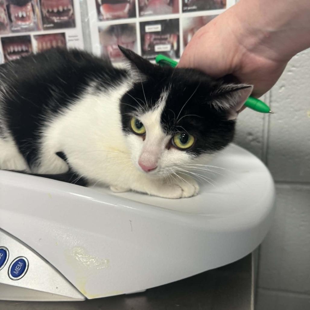 Enlarge Tinga (Holland Cat Cove), a Adoptable Domestic Short Hair in West Olive, MI image 2/4