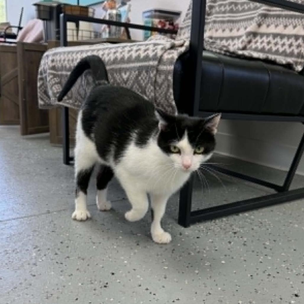 Tinga (Holland Cat Cove), a Adoptable Domestic Short Hair in West Olive, MI image 2/6