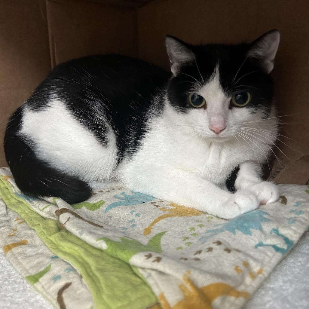 Enlarge Tinga (Holland Cat Cove), a Adoptable Domestic Short Hair in West Olive, MI image 3/4
