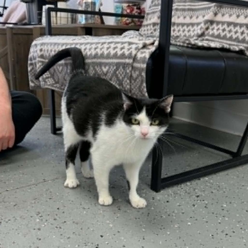 Tinga (Holland Cat Cove), a Adoptable Domestic Short Hair in West Olive, MI image 4/6