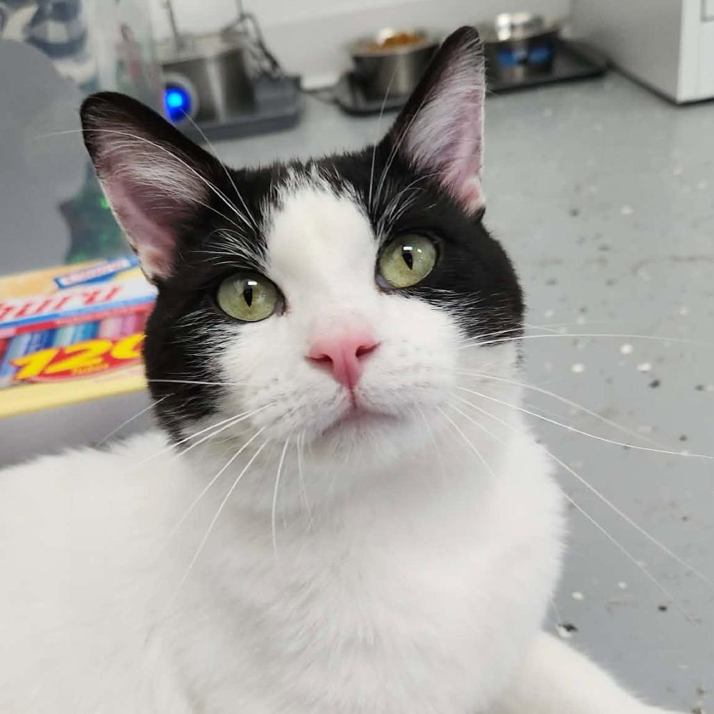 Tinga (Holland Cat Cove), a Adoptable Domestic Short Hair in West Olive, MI image 5/6
