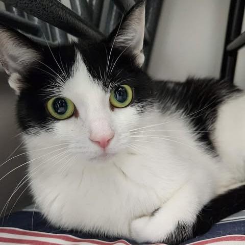 Enlarge Tinga (Holland Cat Cove), a Adoptable Domestic Short Hair in West Olive, MI image 4/4