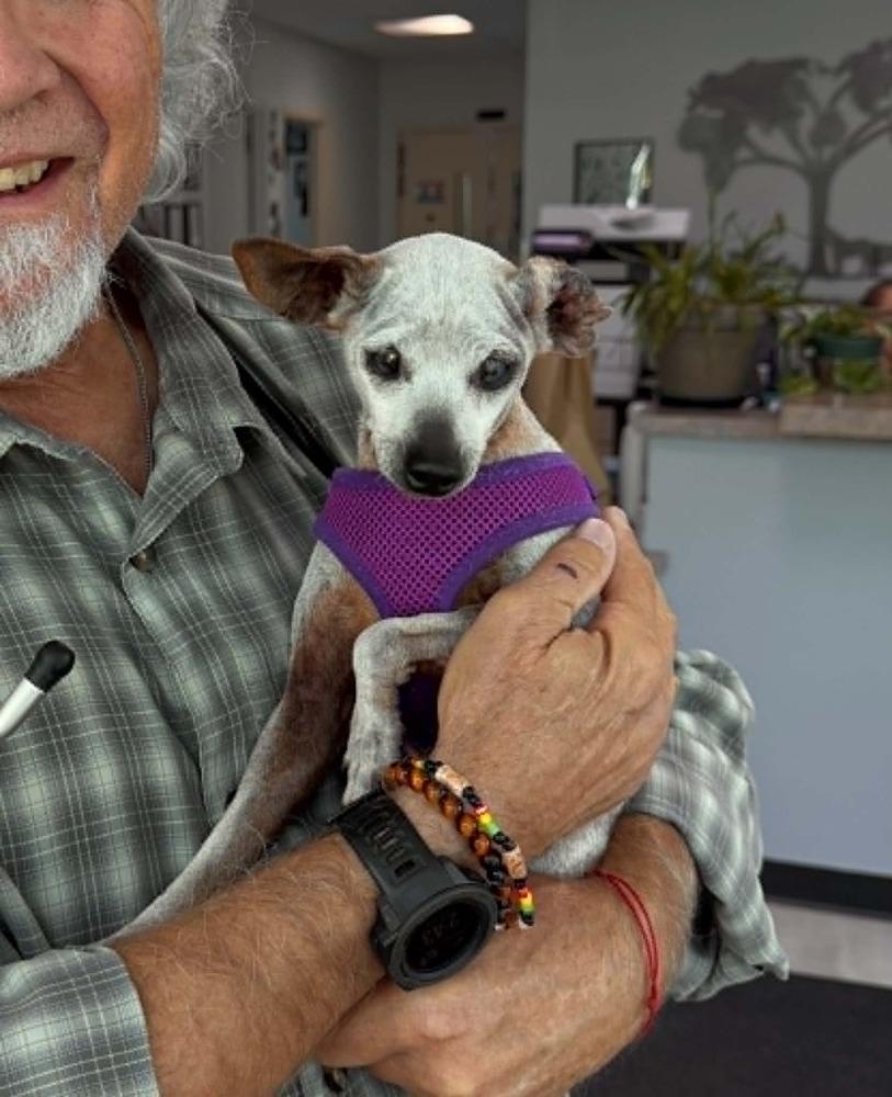 Betty, Adoptable, Senior Female Chihuahua.