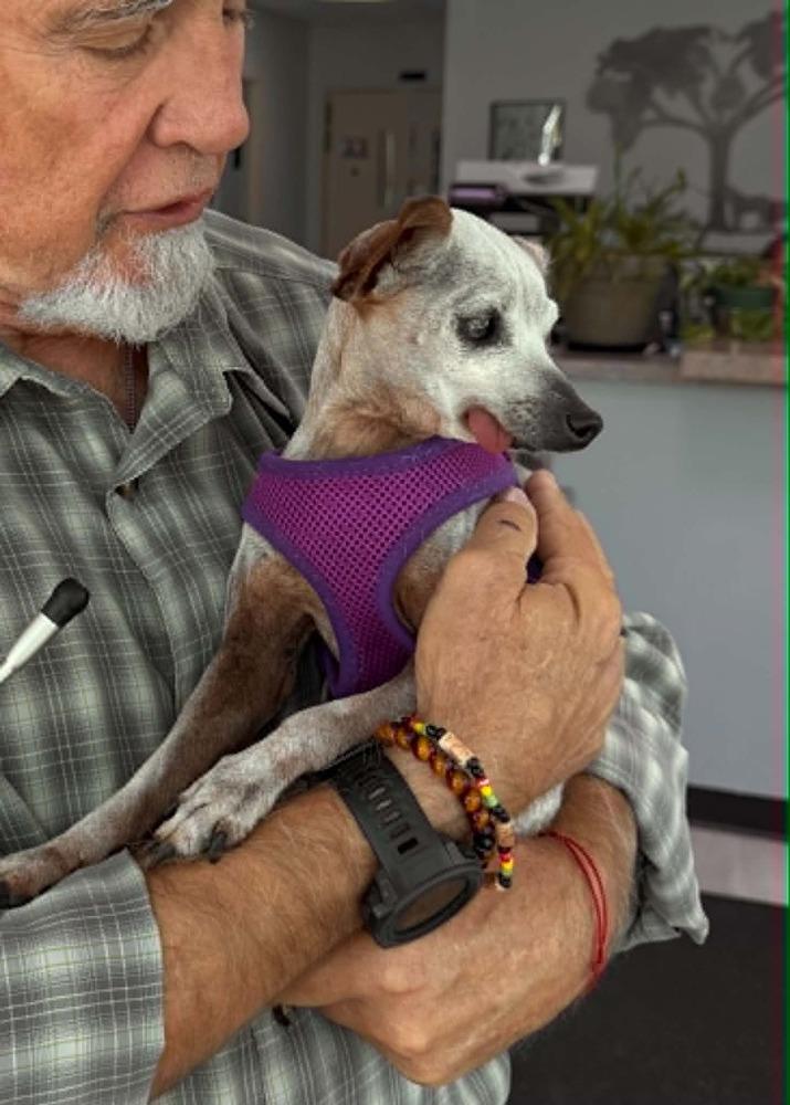 Betty, a Adoptable mixed breed in Boulder, CO image 2/2
