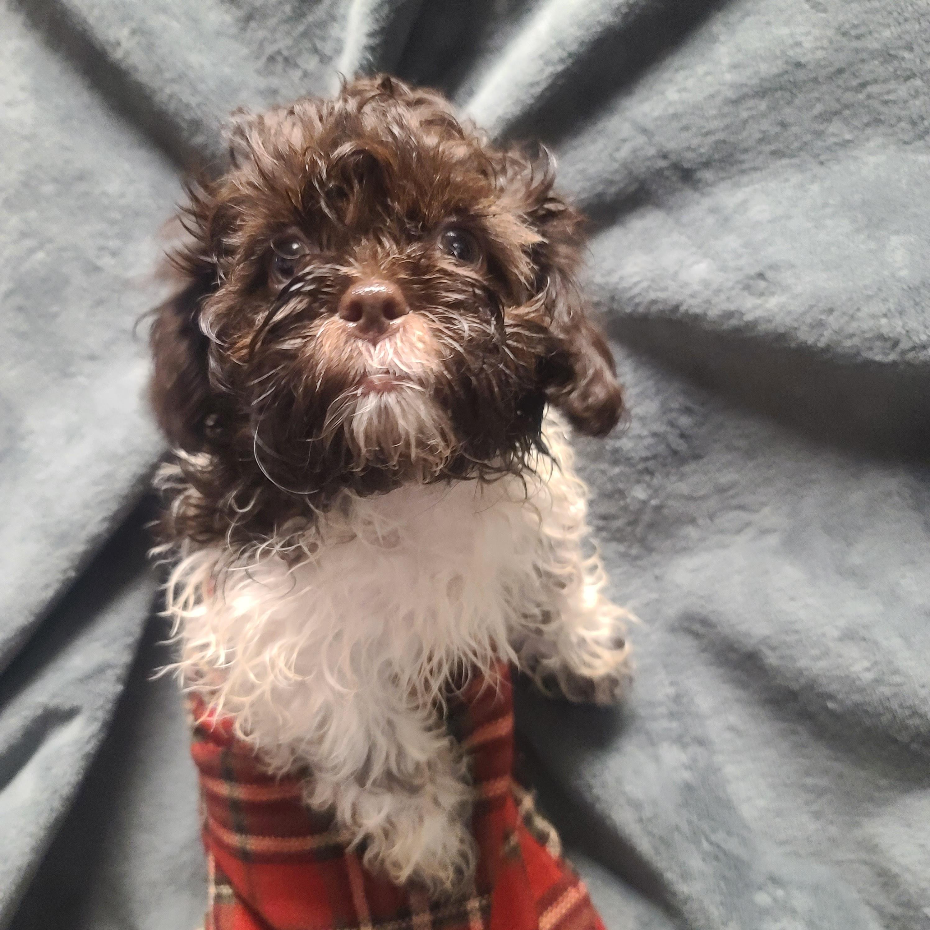 Spooky (Spotty's pup)