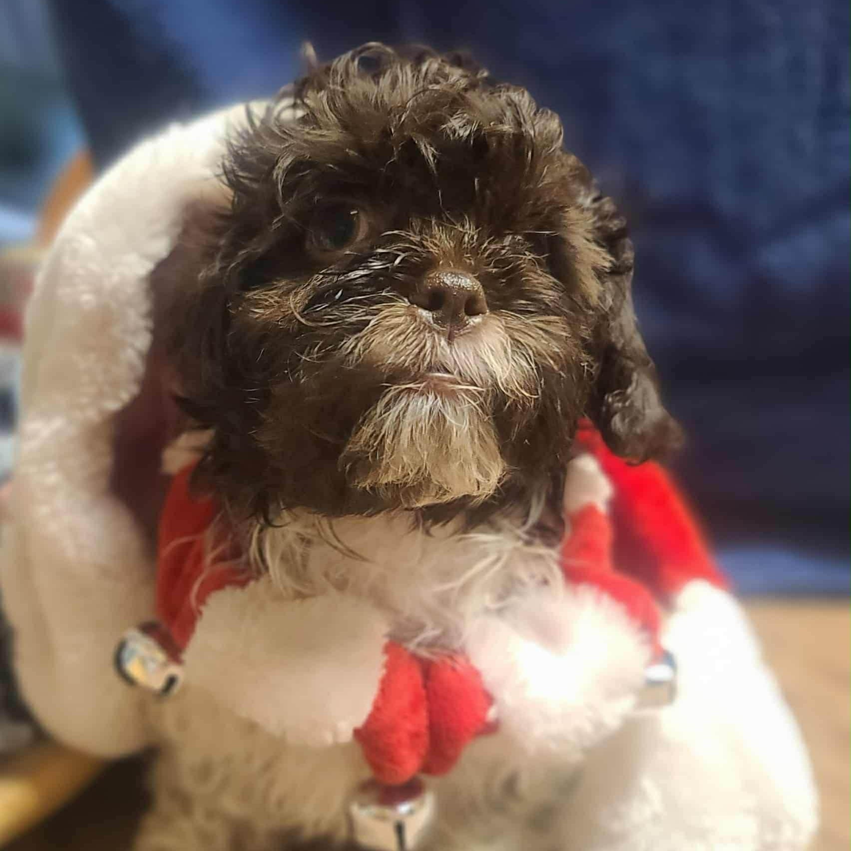 Spooky (Spotty's pup)