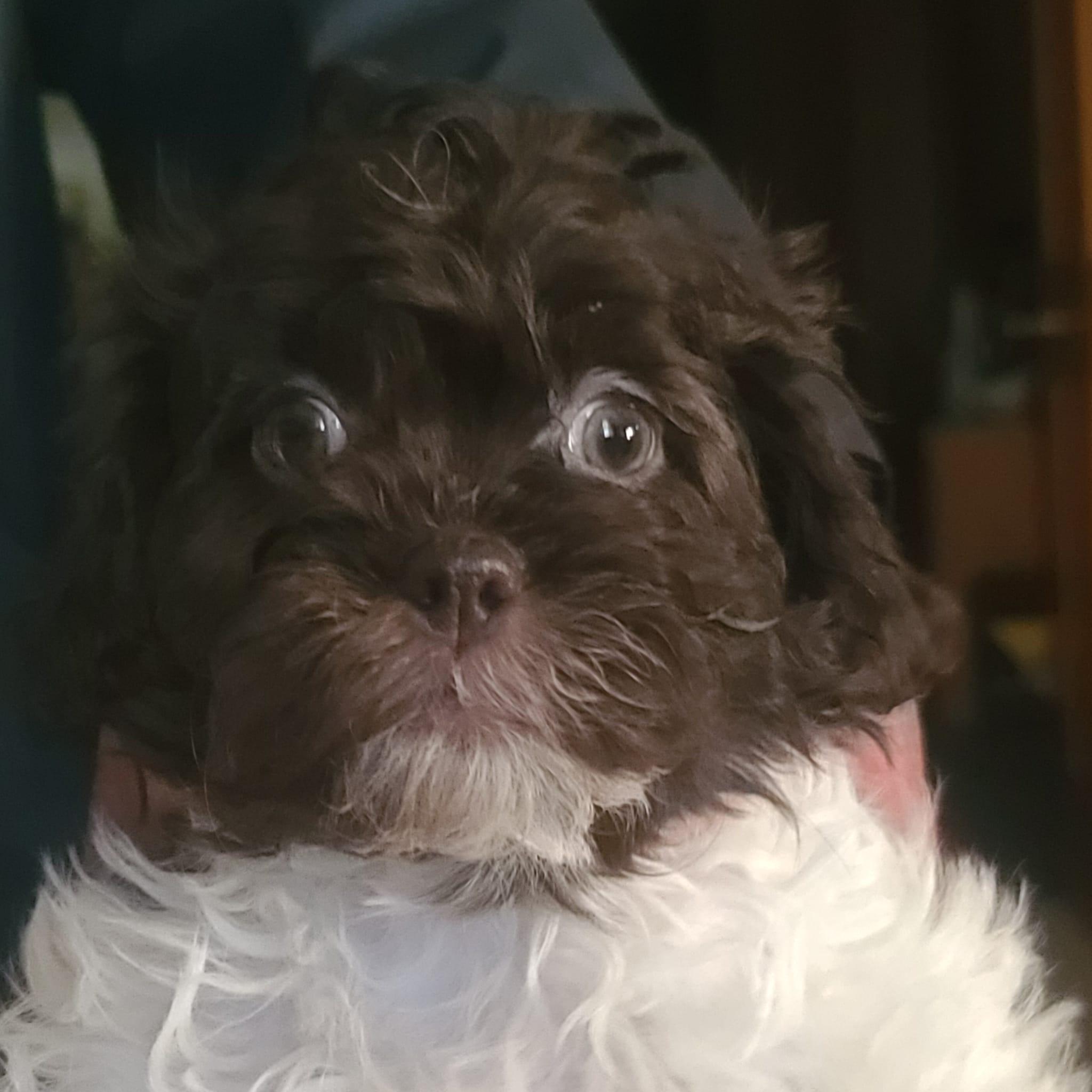 Spooky (Spotty's pup)