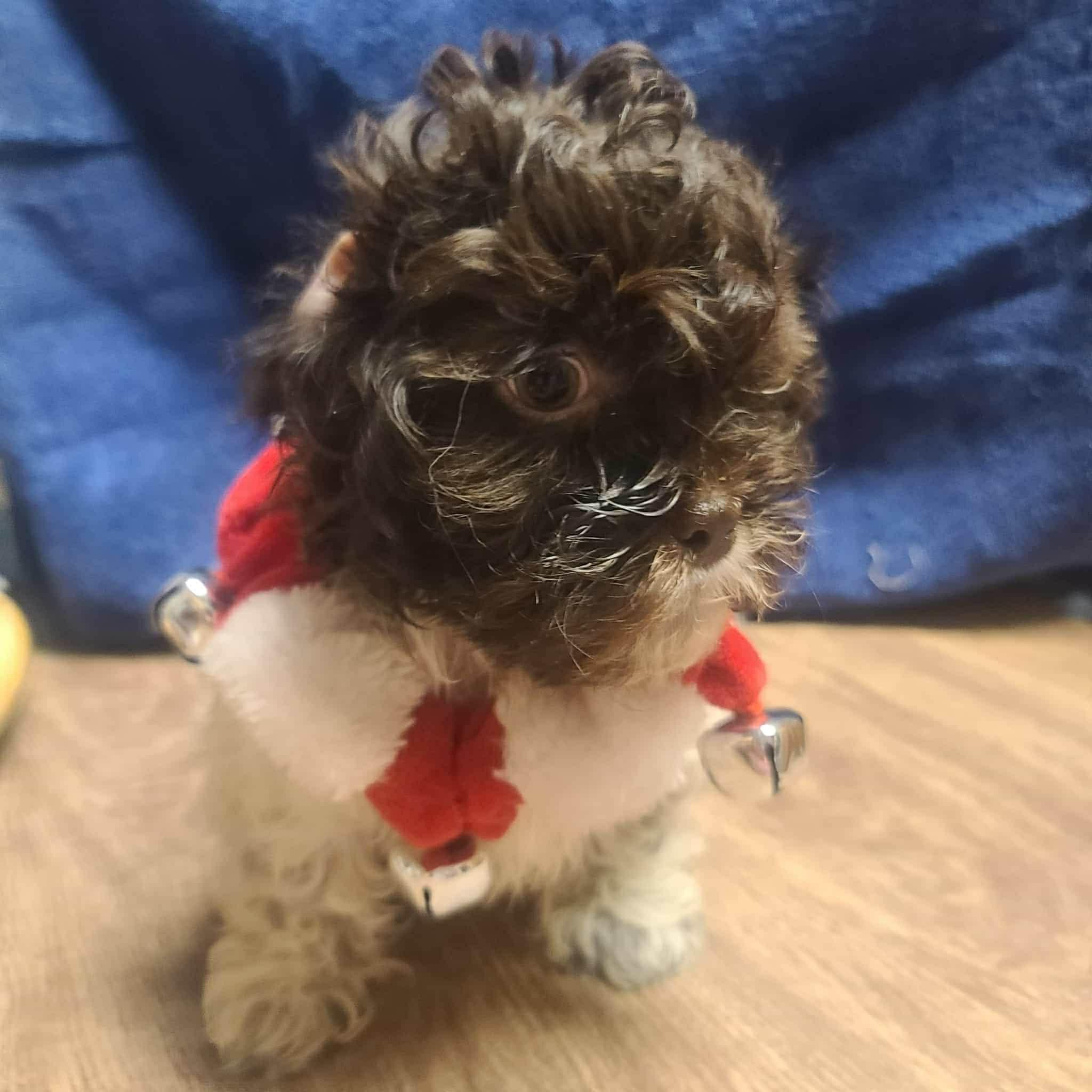 Spooky (Spotty's pup)