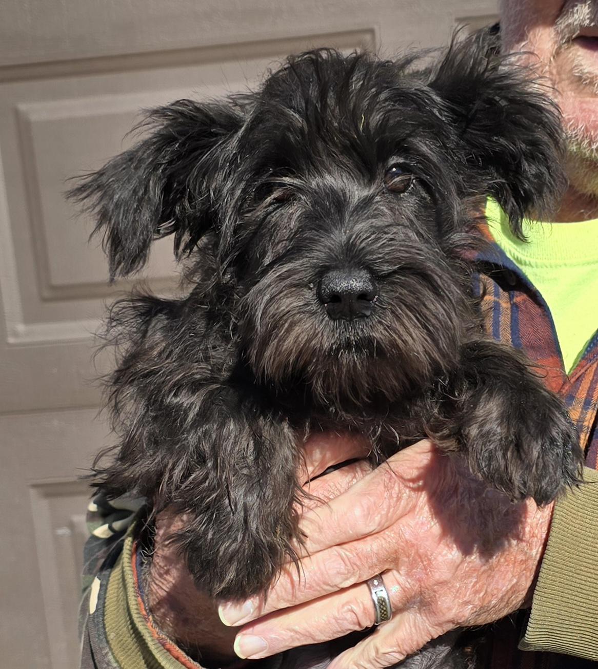 Enlarge Katee, a Adoptable Miniature Schnauzer in Terre Haute, IN image 1/1