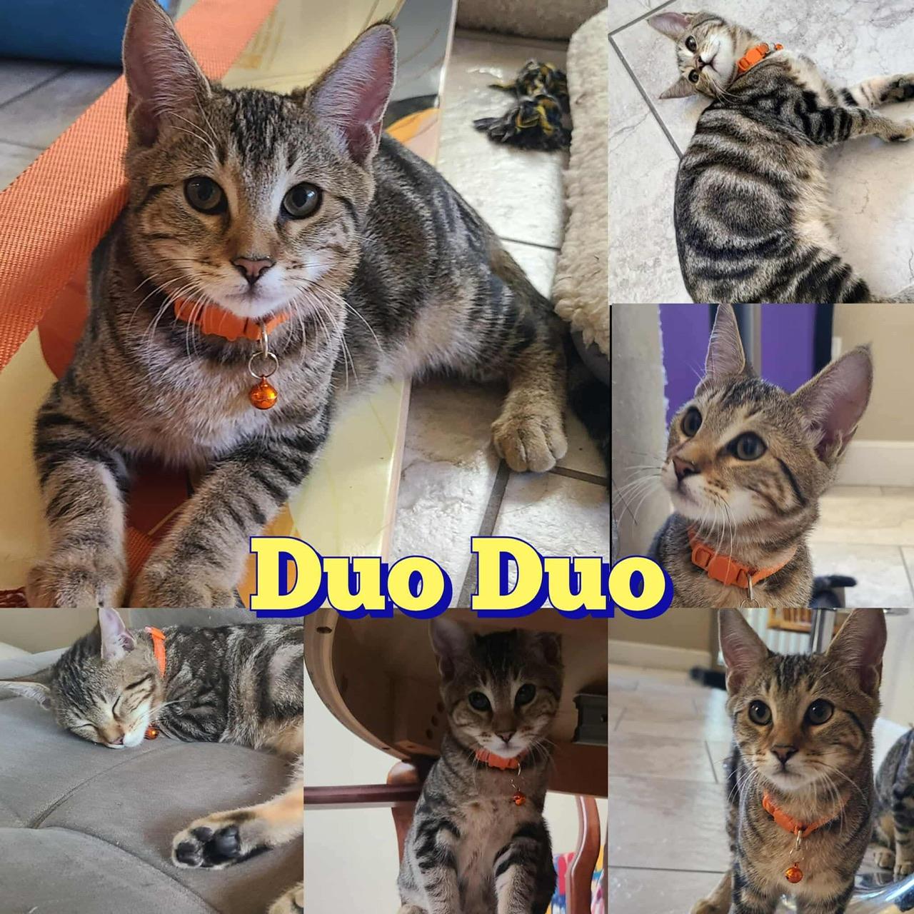 DuoDuo