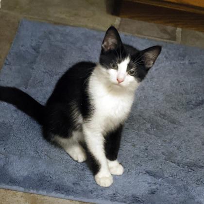 Bubba, Adoptable, Kitten Male Domestic Medium Hair & Domestic Short Hair.