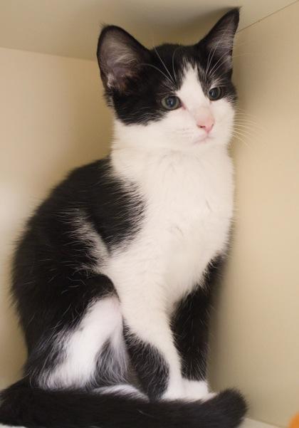 Bubba, a Adoptable mixed breed in Verona, WI image 2/3
