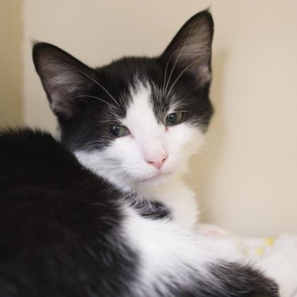 Bubba, a Adoptable mixed breed in Verona, WI image 3/3
