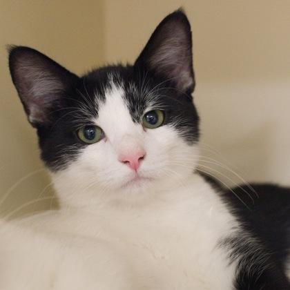 Enlarge Bubba, a Adoptable mixed breed in Verona, WI image 2/3