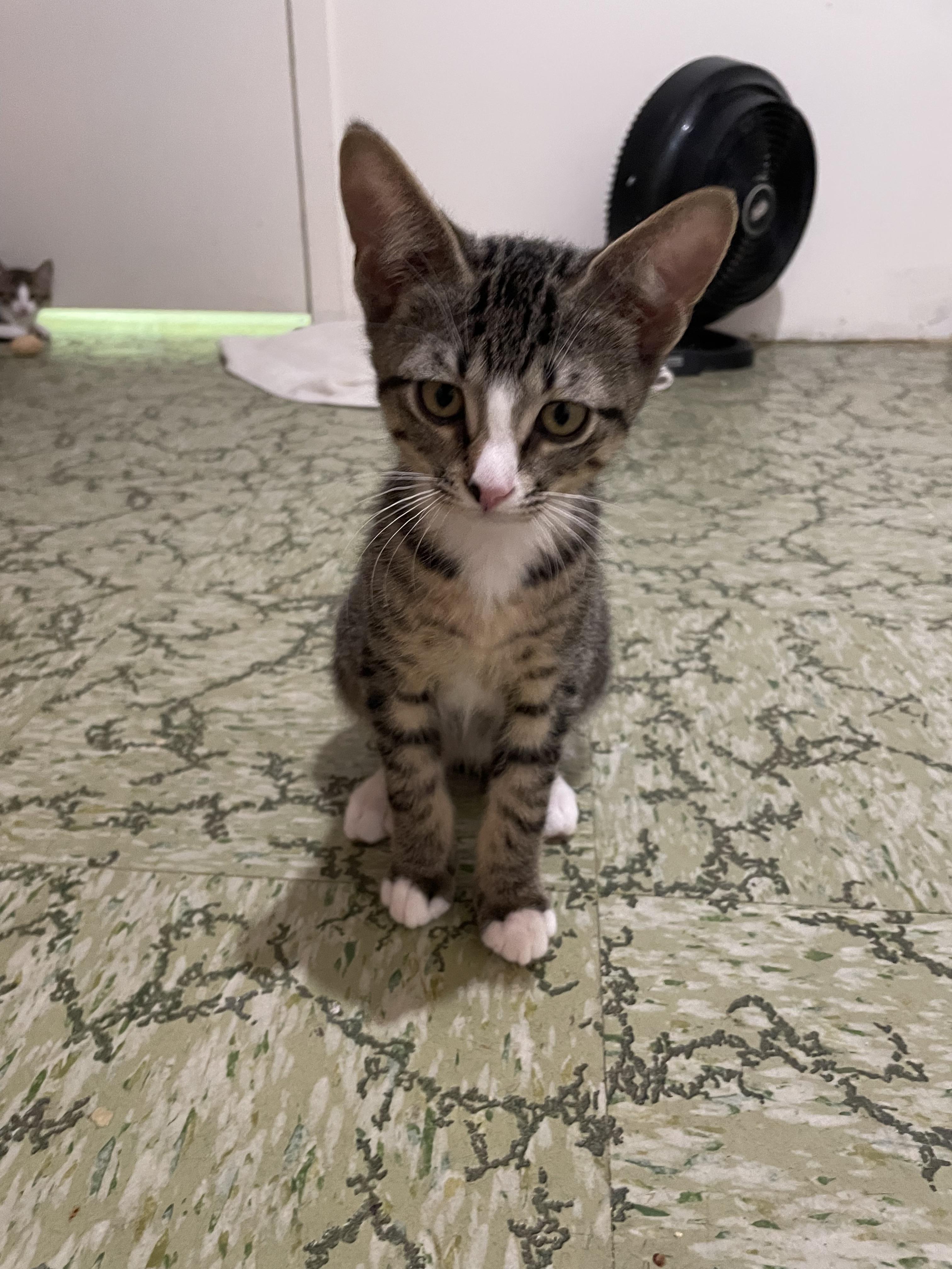 Enlarge Stripes, a Adoptable Domestic Short Hair in Westland, MI image 2/2