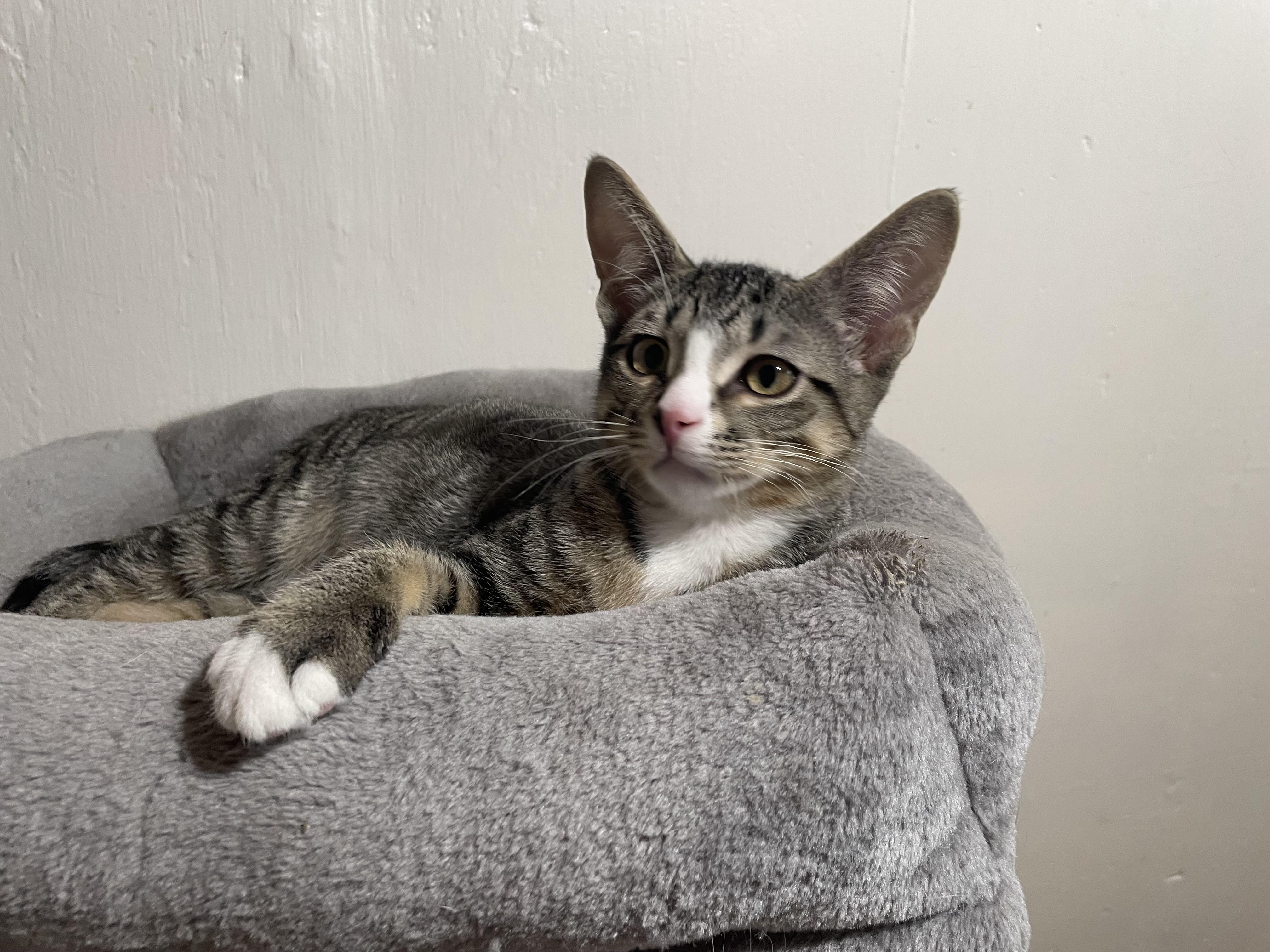 Stripes, Adoptable, Young Male Domestic Short Hair.