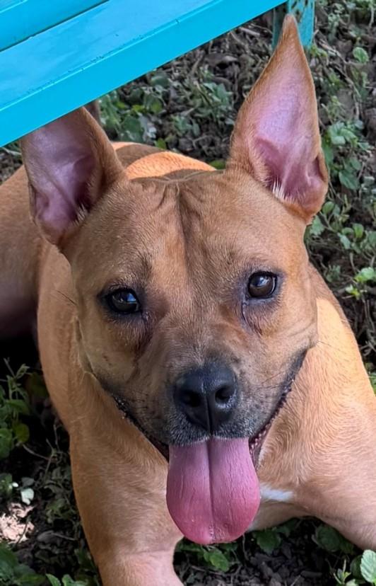 SUNNY, Adoptable, Adult Female Black Mouth Cur & Mixed Breed.