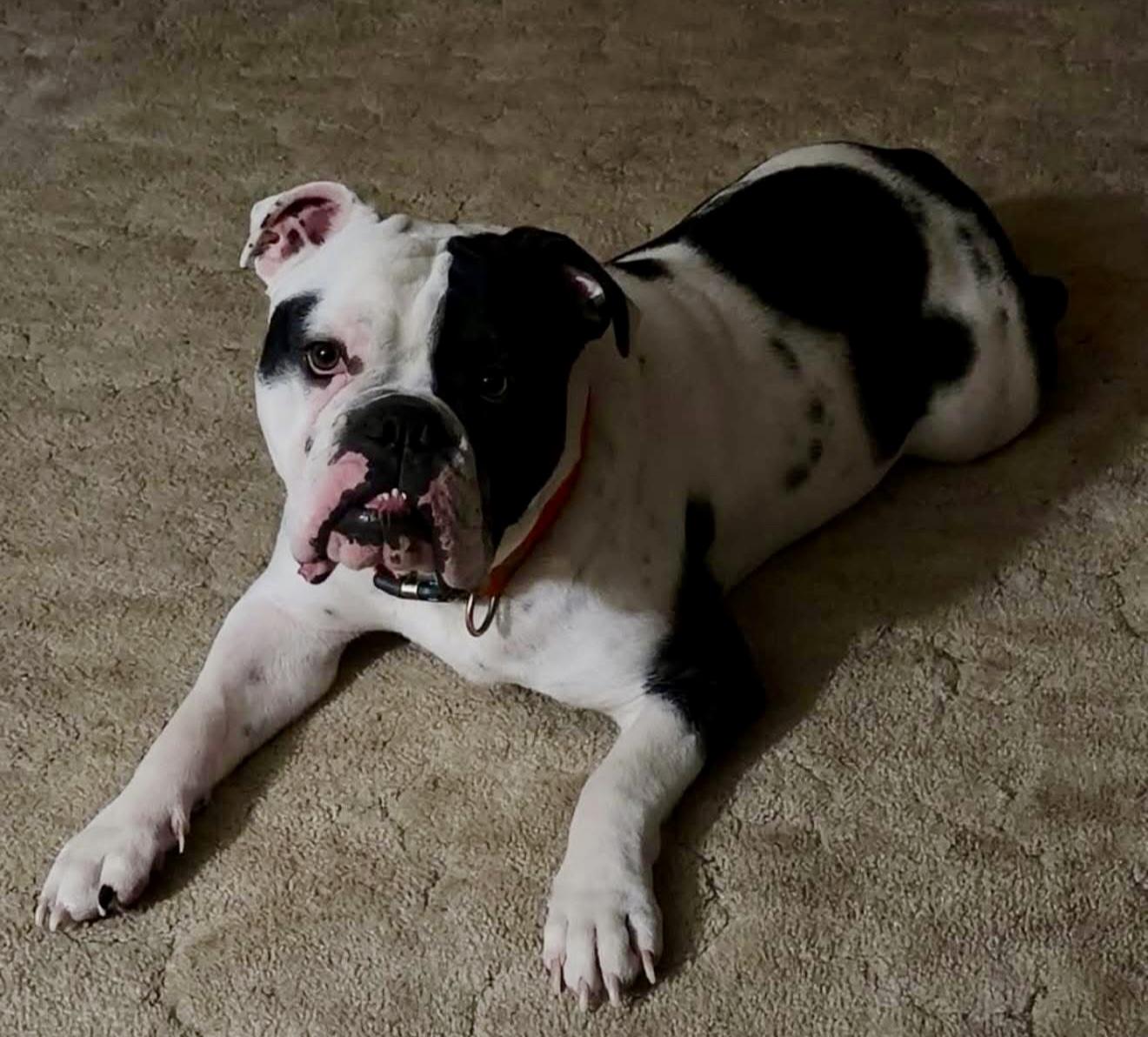 Enlarge Dozer, an adopted English Bulldog in GREENVILLE, NC image 2/3