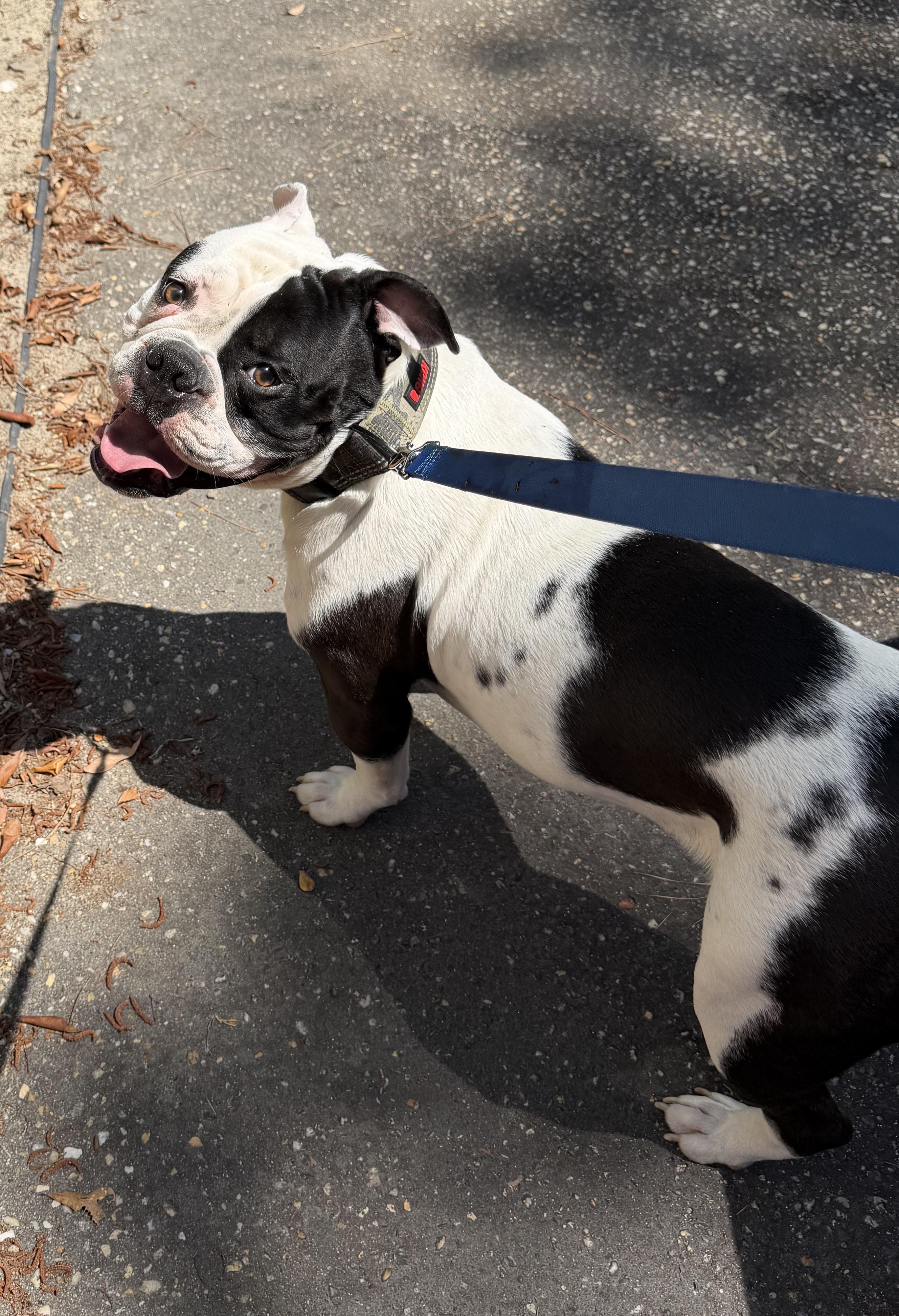 Dozer, ADOPTABLE, Young Male English Bulldog.