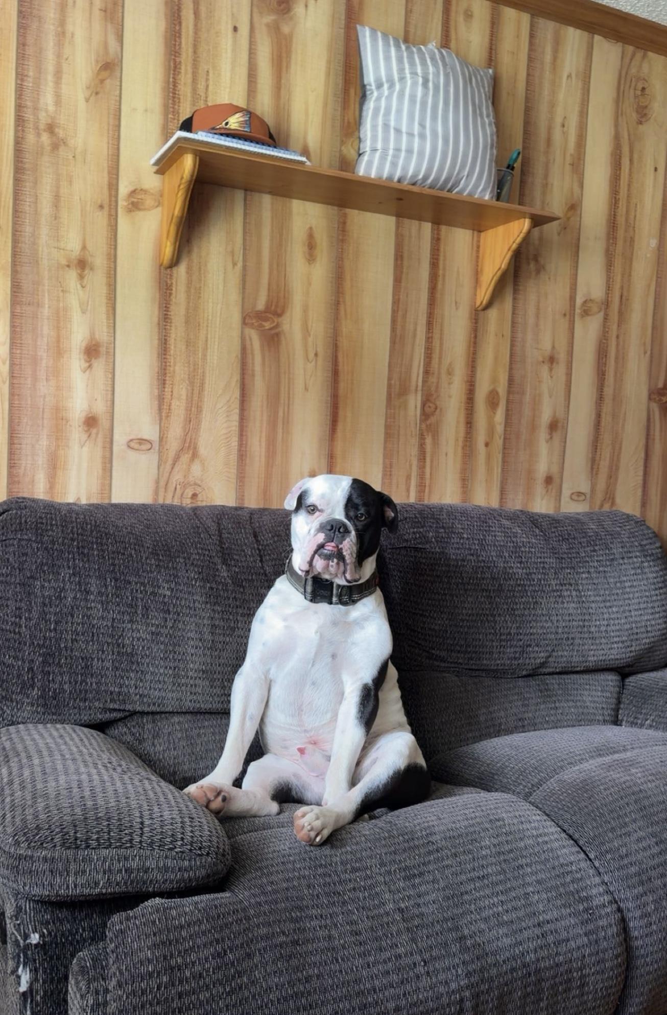 Enlarge Dozer, an adopted English Bulldog in GREENVILLE, NC image 3/3