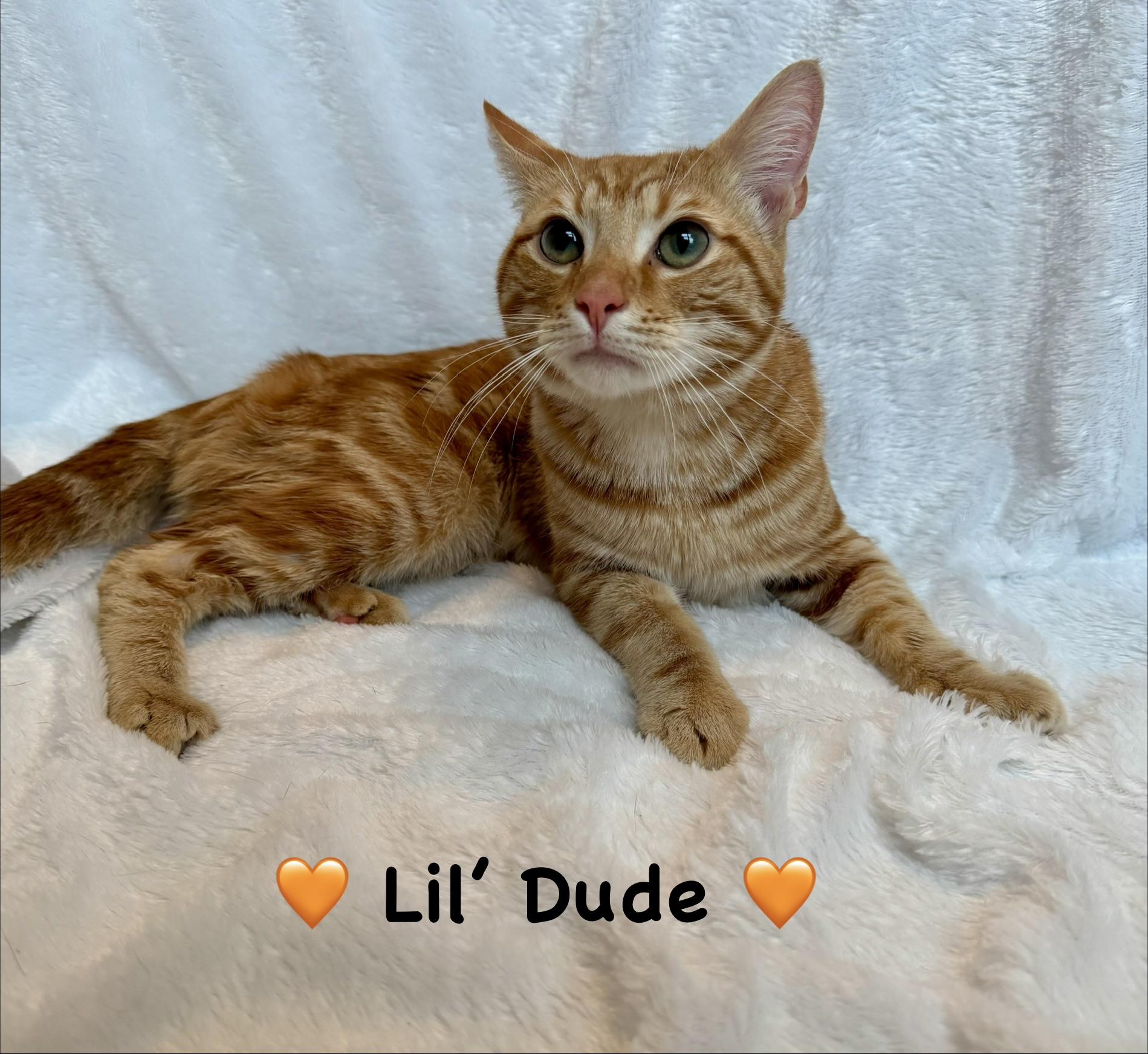Enlarge Lil’ Dude, an adopted Domestic Short Hair in Copley, OH image 1/5
