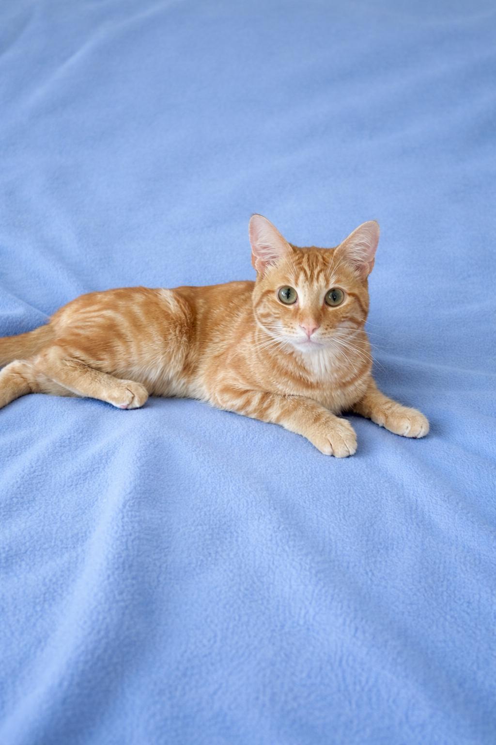 Enlarge Lil’ Dude, an adopted Domestic Short Hair in Copley, OH image 4/5