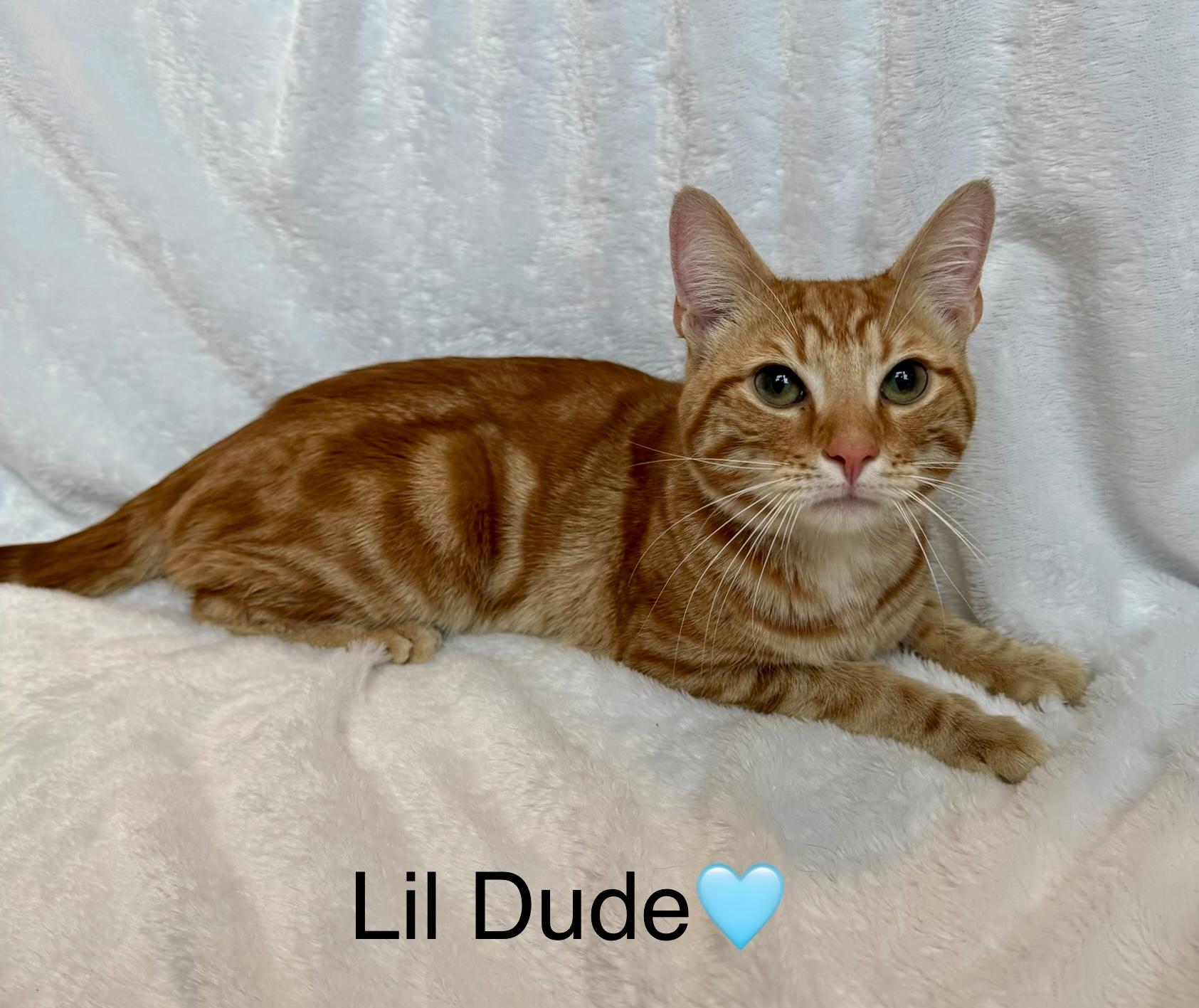 Enlarge Lil’ Dude, an adopted Domestic Short Hair in Copley, OH image 3/5