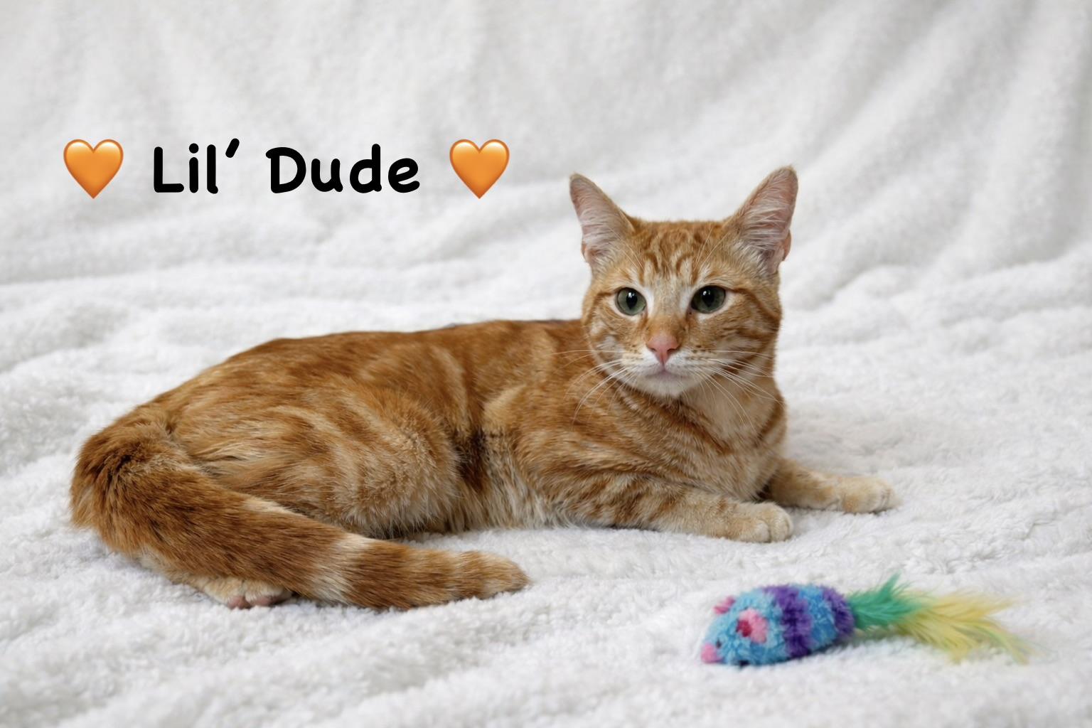 Enlarge Lil’ Dude, an adopted Domestic Short Hair in Copley, OH image 2/5