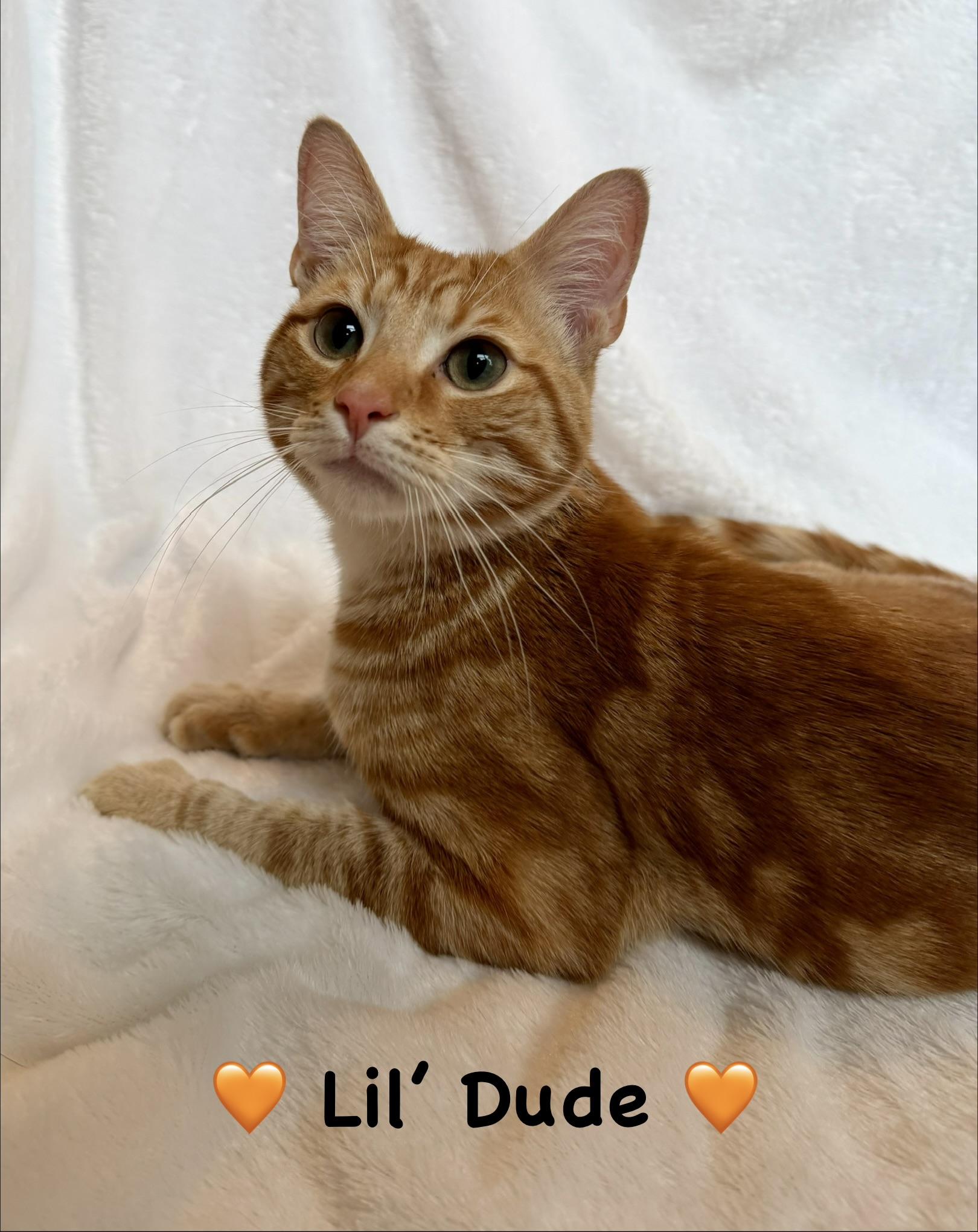 Enlarge Lil’ Dude, an adopted Domestic Short Hair in Copley, OH image 5/5