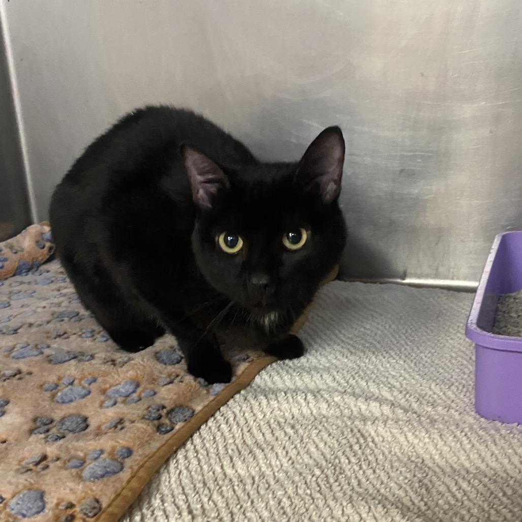 Frances, Adoptable, Adult Female Domestic Short Hair.
