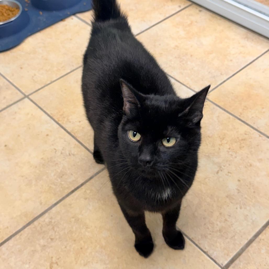 Frances, a Adoptable Domestic Short Hair in Columbus, GA image 2/3
