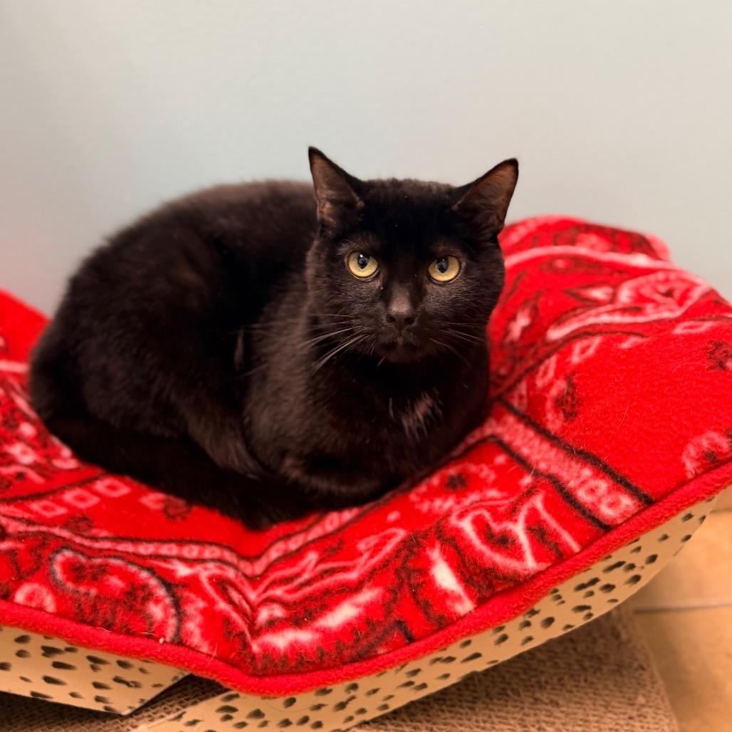 Frances, a Adoptable Domestic Short Hair in Columbus, GA image 3/3
