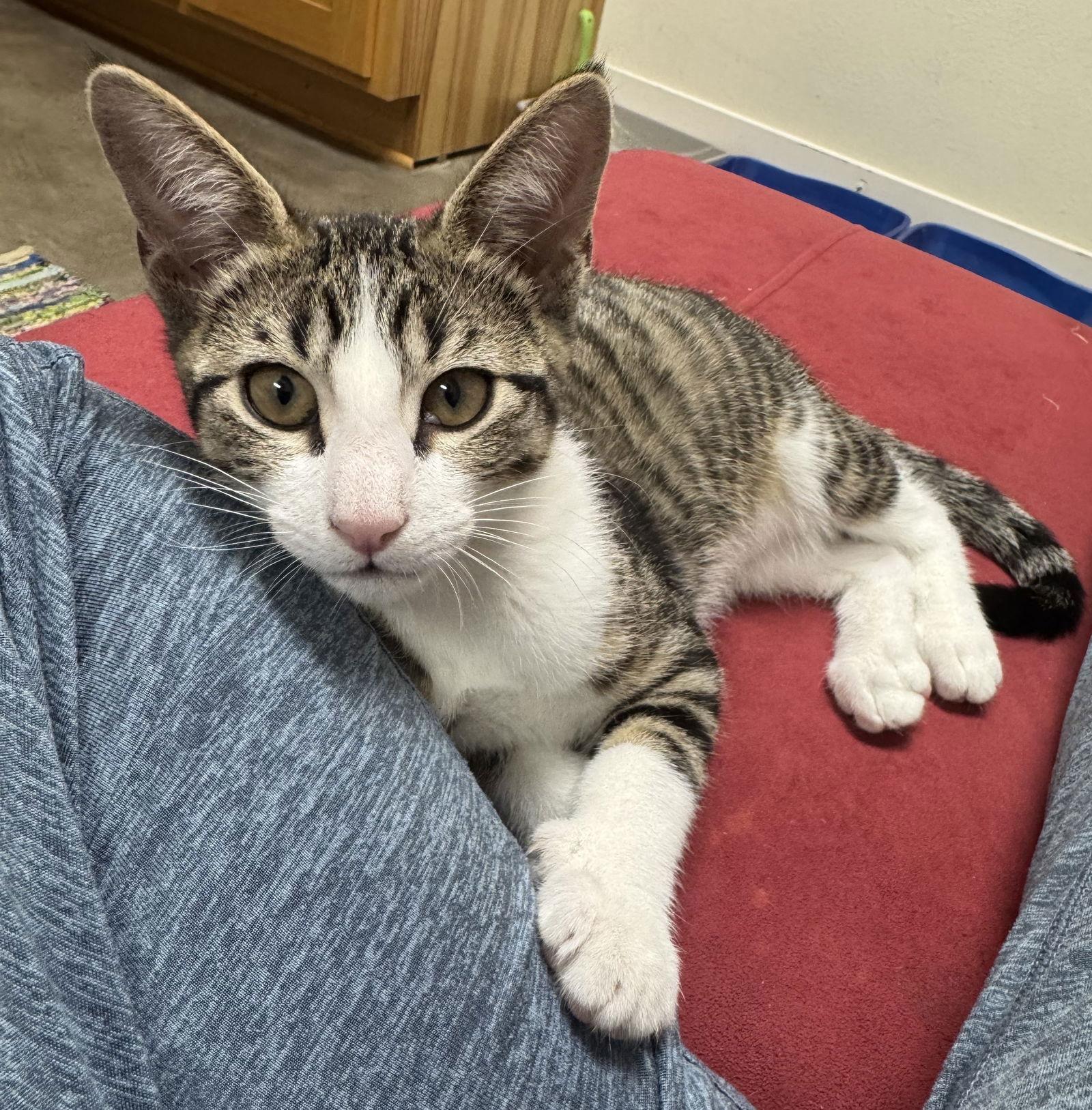 Enlarge Shark, a Adoptable Domestic Short Hair in Dripping Springs, TX image 1/3