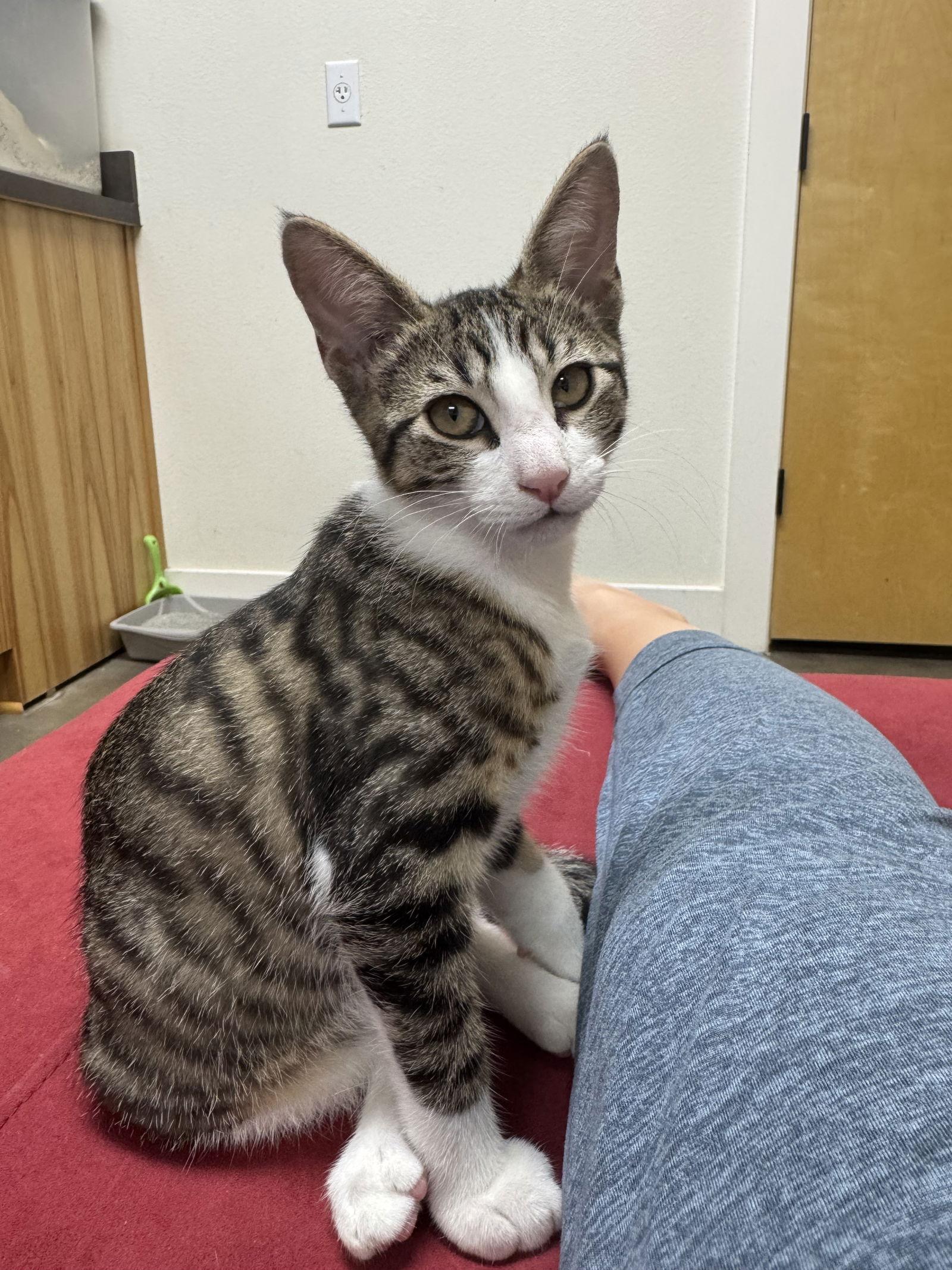 Enlarge Shark, a Adoptable Domestic Short Hair in Dripping Springs, TX image 2/3