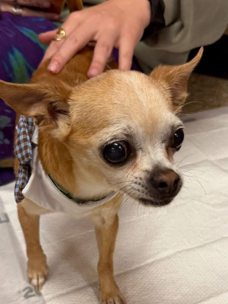 Enlarge Mouse, a Adoptable Chihuahua in Scranton, PA image 1/3