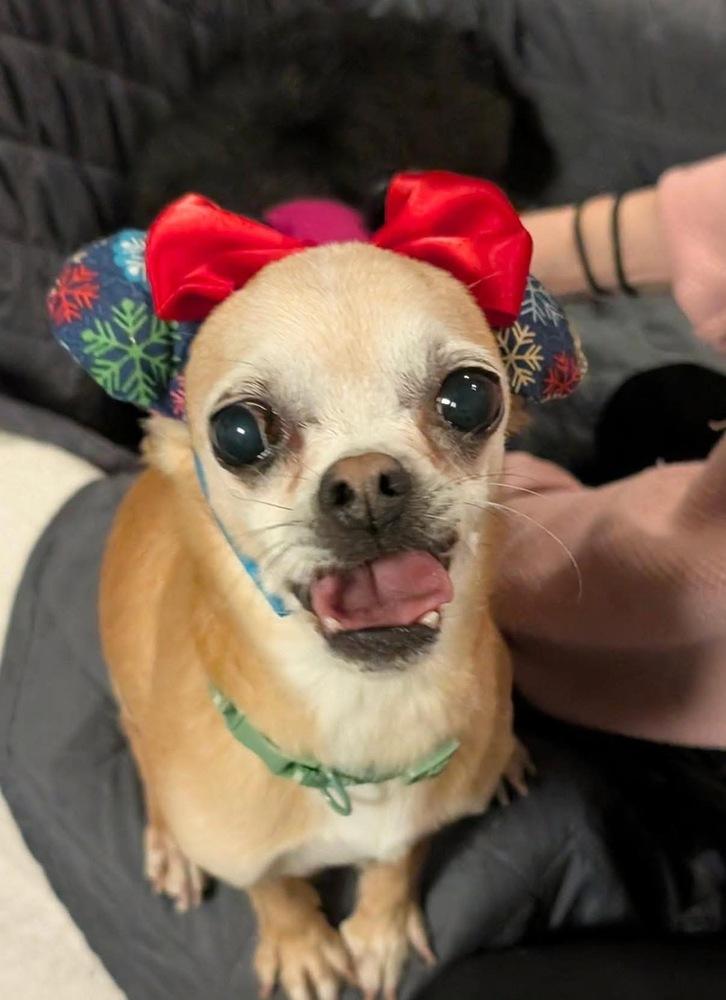 Enlarge Mouse, a Adoptable Chihuahua in Scranton, PA image 2/3