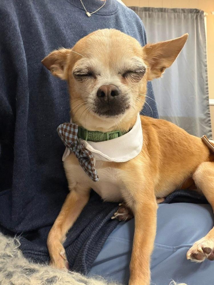 Enlarge Mouse, a Adoptable Chihuahua in Scranton, PA image 3/3