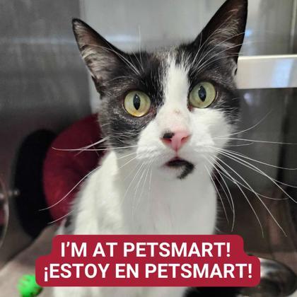 Puffin — thumbnail 2