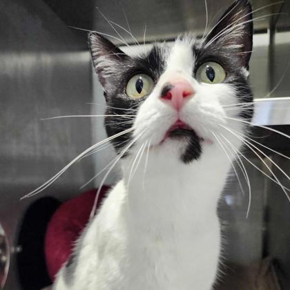 Puffin — thumbnail 3