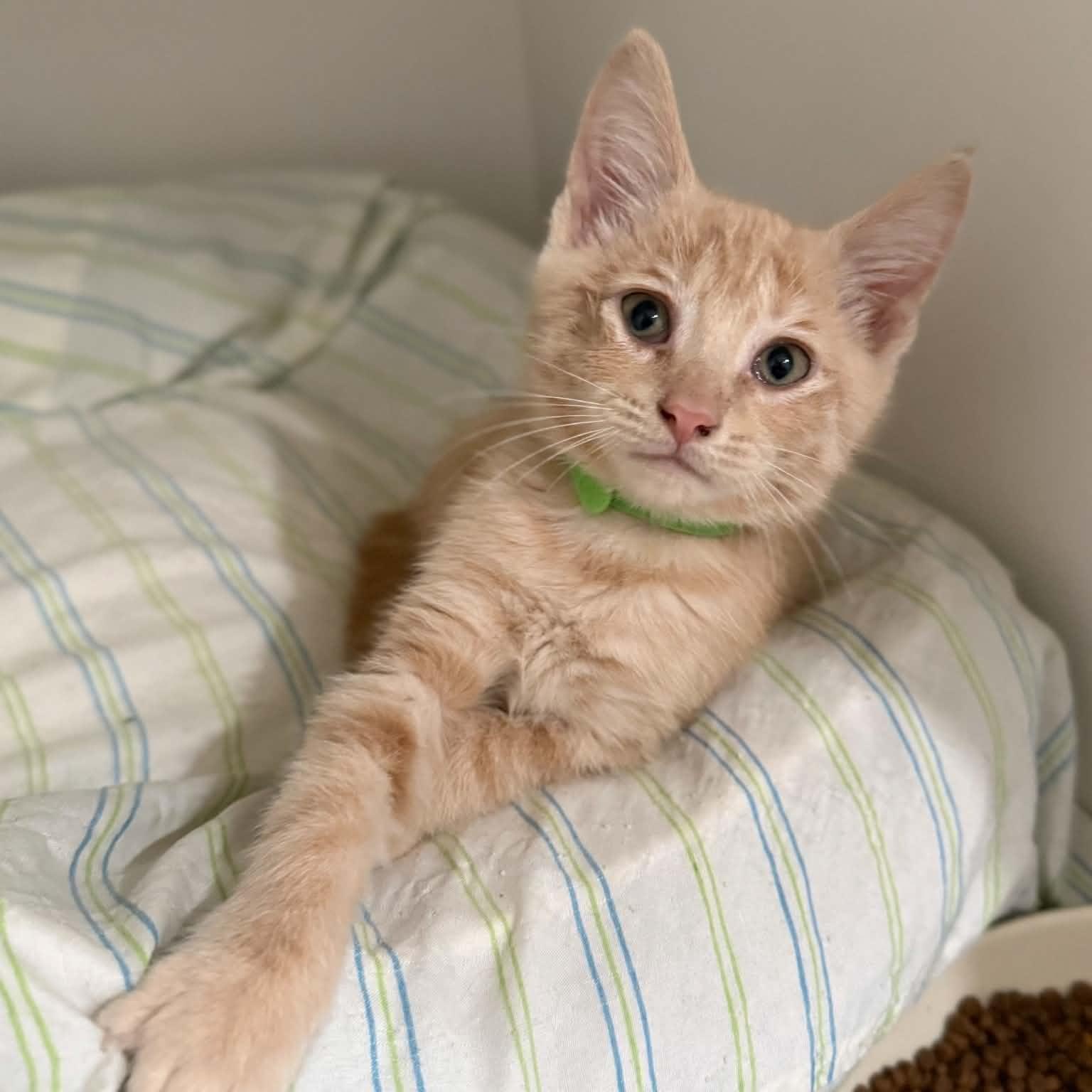 Peter, an adopted mixed breed in Penn Yan, NY image 2/4