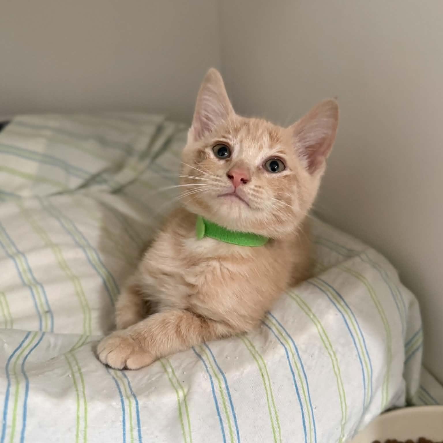 Peter, an adopted mixed breed in Penn Yan, NY image 4/4