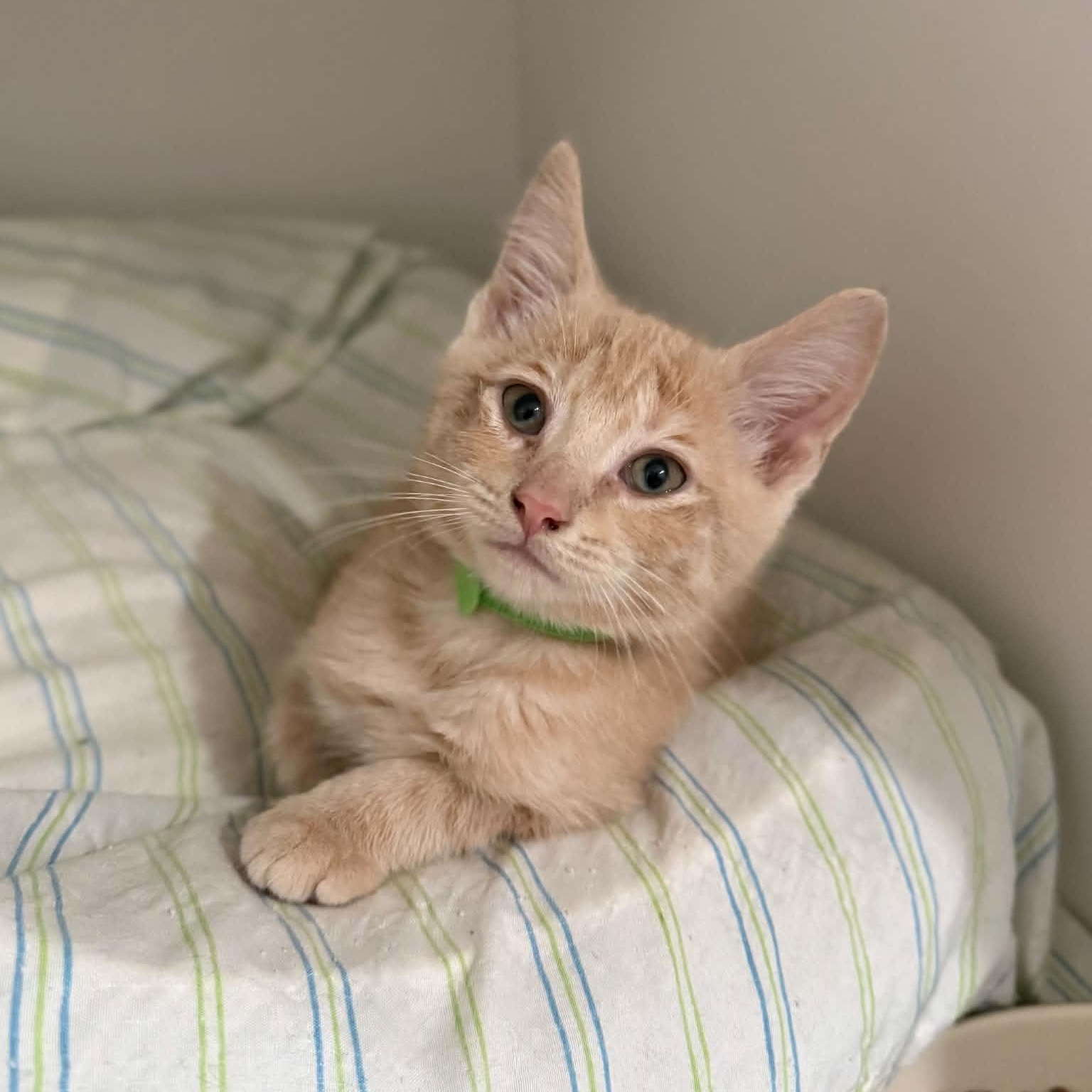 Peter, an adopted mixed breed in Penn Yan, NY image 3/4