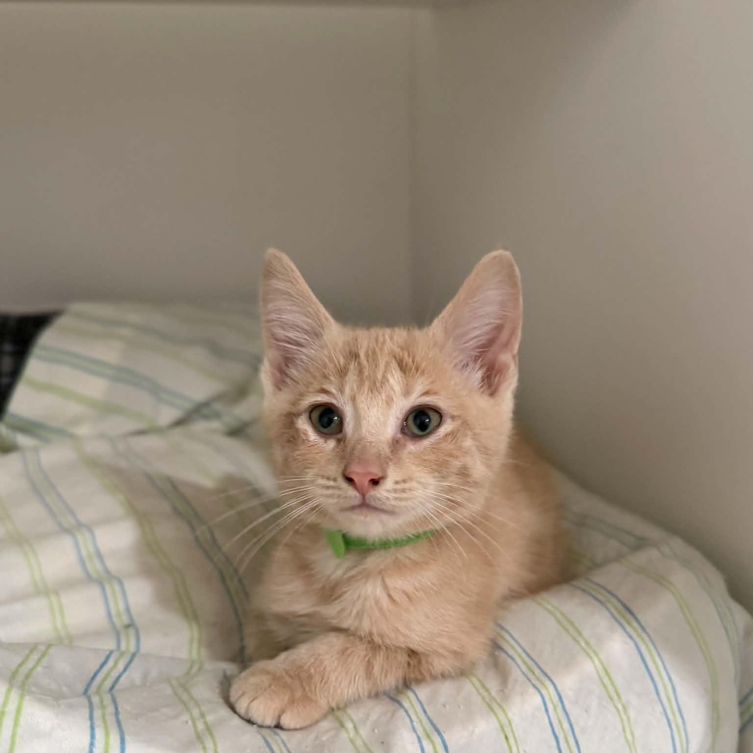 Peter, adopted, Kitten Male Domestic Short Hair.