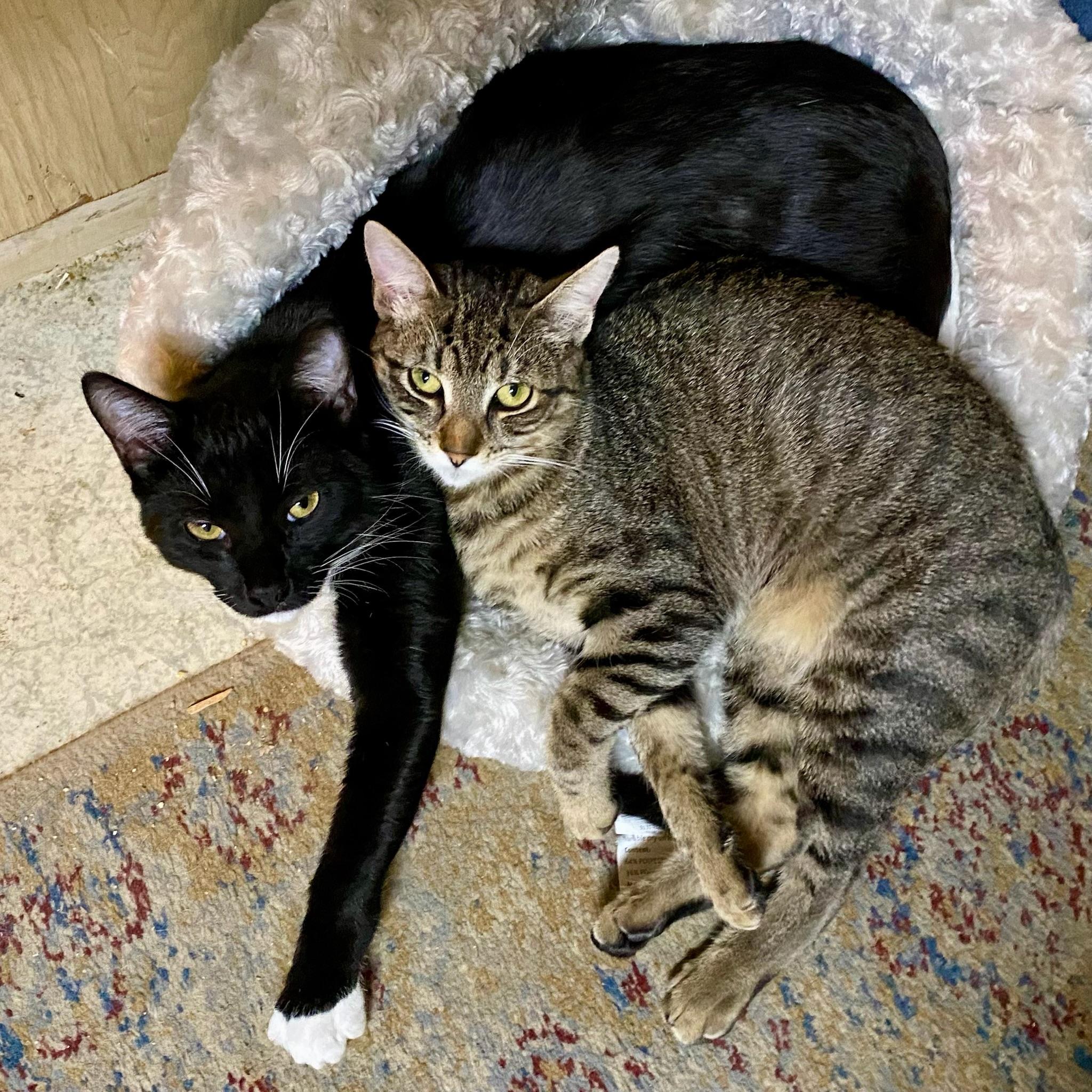 Brandon & Marianne - bonded siblings, Adoptable, Adult Male Domestic Short Hair.